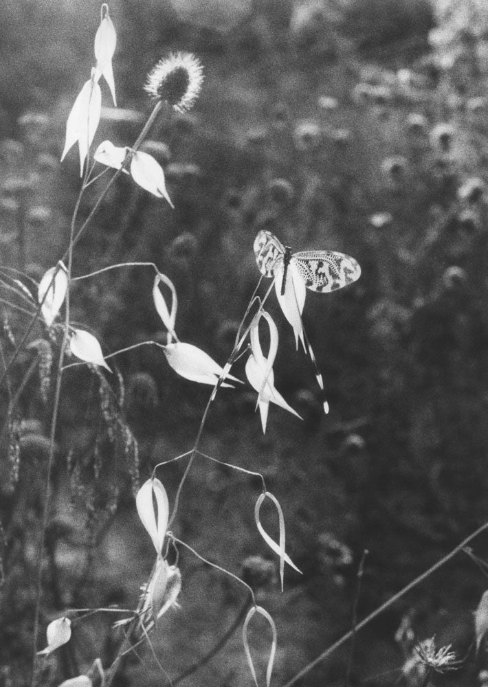 Natural sources by Jochen Lempert - Tipi bookshop