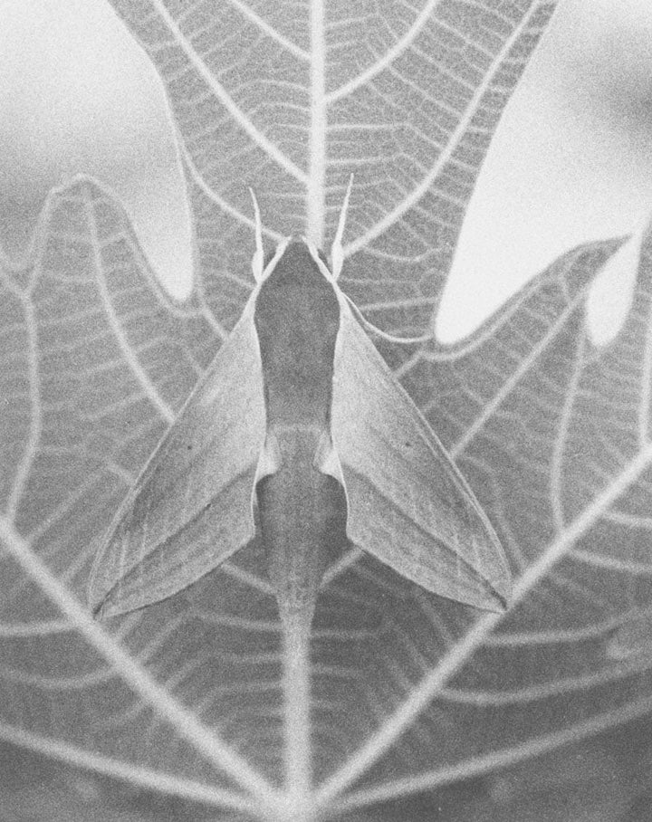 Natural sources by Jochen Lempert - Tipi bookshop