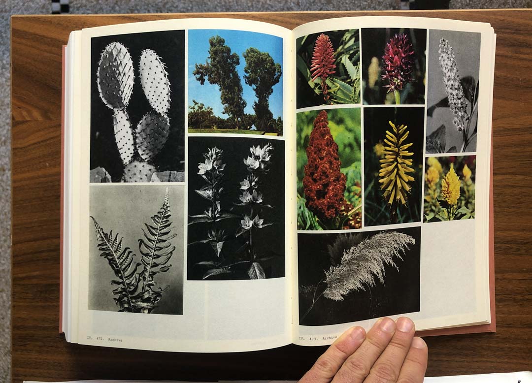 Book of plants by Anne Geene - Tipi bookshop