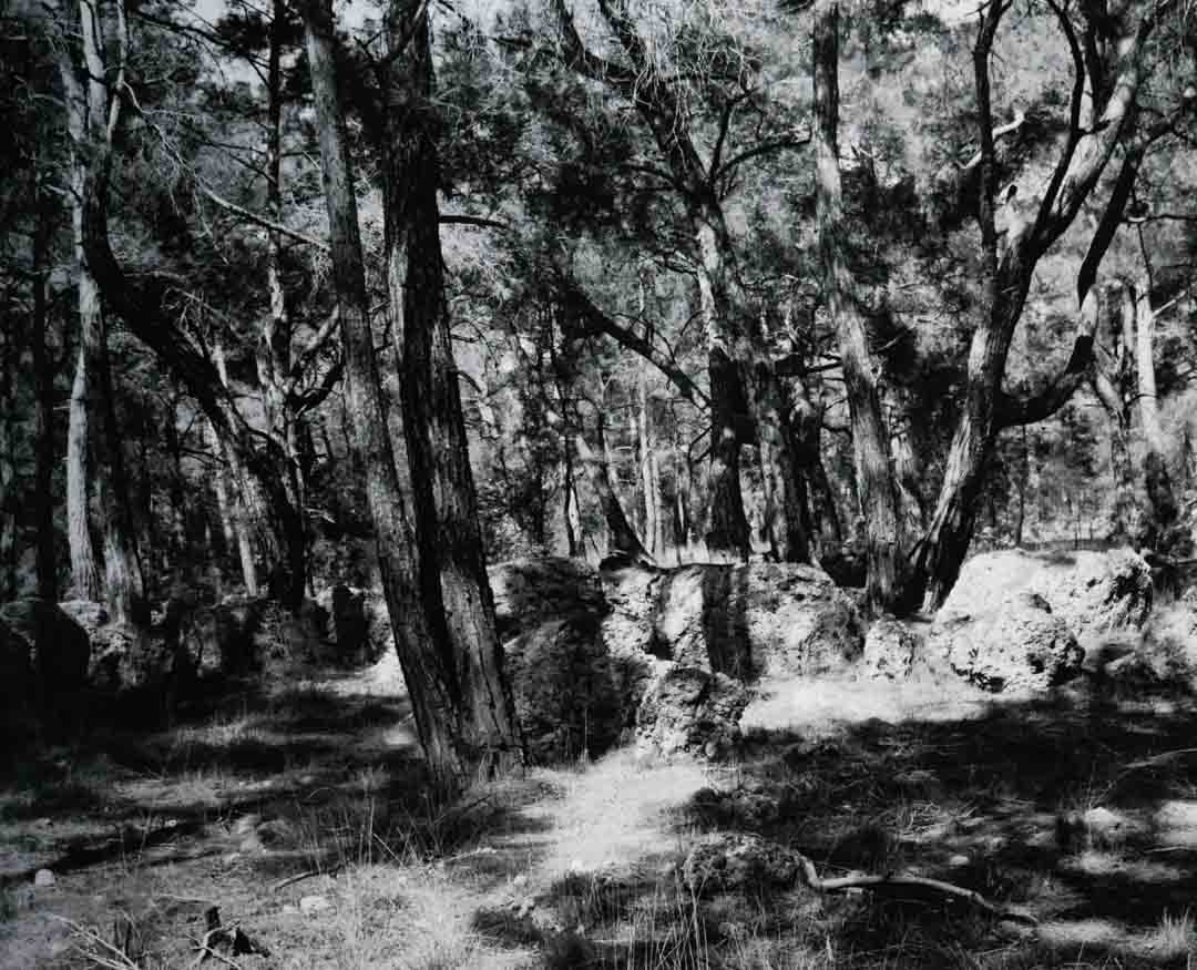 The Tortoise Arrived Alone One Day by Danny Veys - Silver gelatin prints - Tipi bookshop